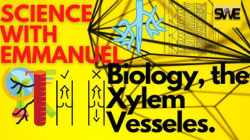 XYLEM AND TRANSPIRATION | GCSE, IGCSE AND KCSE BIOLOGY | AQA, EDEXCEL CIE, OCR, WJEC