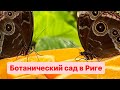 Красивые деревья. Дом тропических бабочек.