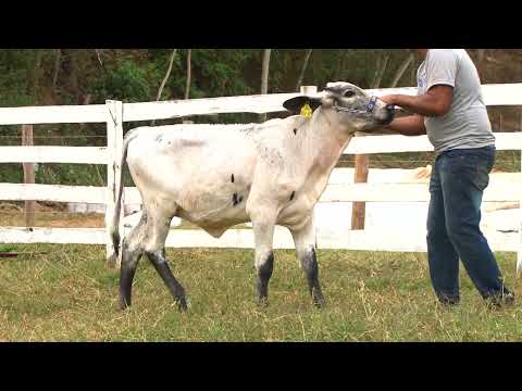 LOTE 17   435   AGROPECUÁRIA SÃO PEDRO   LEILÃO ALIANÇA GENÉTICA