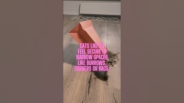 Why do cats like to hide in confined spaces? #shorts