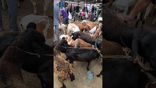 FEIRA DO BODE OVELHA CABRAS DE CAMPINA GRANDE-PB #shorts