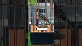 Cari juragan baru.. sanma lark ganteng gacor roll #sanmalark #pancingansuaraburungsanma