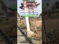 #rajapur open plots #realestate #jadcherla near open plots for sale