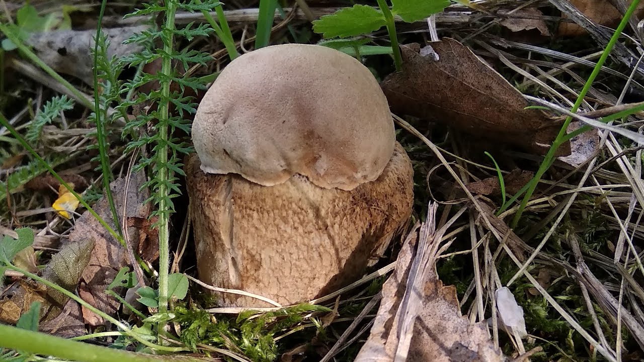 Какие грибы в мае. Грибы в мае. Ранние грибы Подмосковья. Первые грибы в мае. Грибы в мае в Подмосковье.