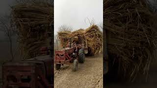 Season Last Sugar Can Tractor 🚜 Trali screenshot 5