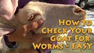 How to Check Your Goat For Worms EASY Method  check goats for worms