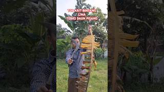 Zigzag cutting technique for dry banana trees #shorts #yearsofyou #perkakasmaduraasli