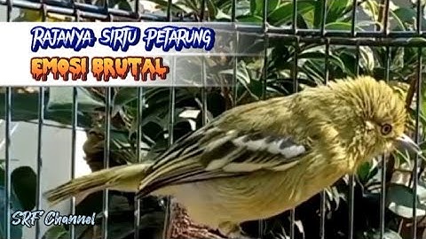 Sirtu gacor dorrr full Emosi efektif menaikan emosi lawan#sirtugacor@srfchannel3881