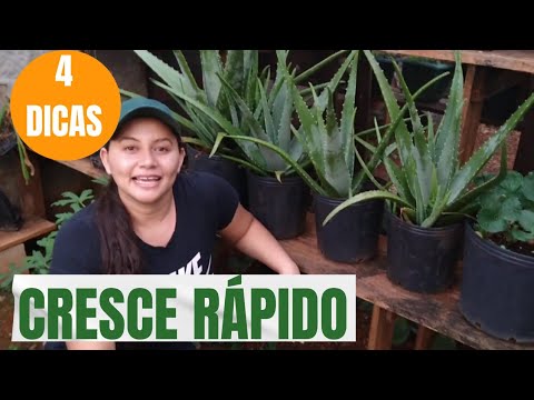 Vídeo: Como plantar um broto de babosa sem raiz: métodos, regras básicas e recomendações