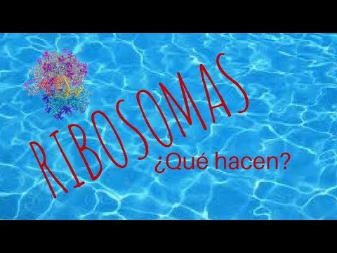 Video: ¿Qué hacen los ribosomas? ¿Cómo se ven?