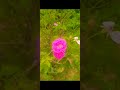🌾🌿🌹