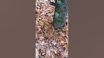 Capstone Load Test 2