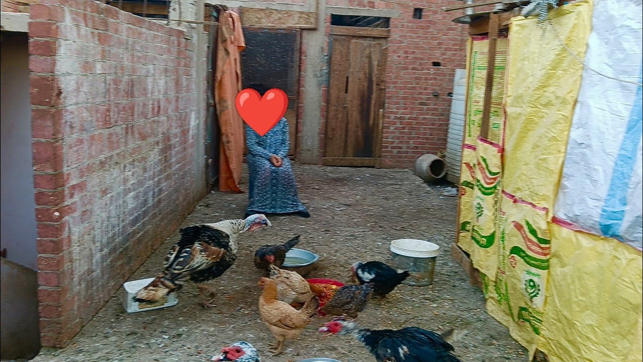 #سطحى بعد ما الفيرس خَلّص ع كل الطيور😔