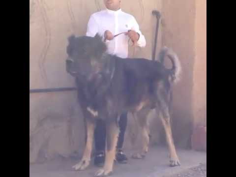 iranian mastiff dog