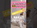 犬界のタップ姫🐕️華麗なる限界タップ🐾 #面白い犬 #癒し #shorts