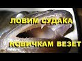 ЛОВИМ СУДАКА.  НОВИЧКАМ ВЕЗЕТ...