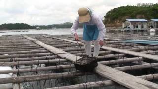 【探訪】熱い思い映す豊穣の海 　伊勢志摩国立公園