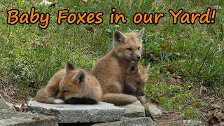 Baby Foxes in our Yard!