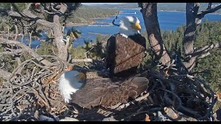 Ravens Getting Bolder & Eagles Jackie and Shadow away Longer from the Nest in Big Bear April 8, 2024