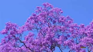 Jacaranda Season in Sydney Spring 2017