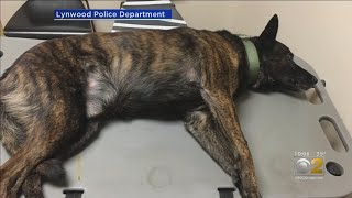 Lynwood K9 Officer Going In For Surgery