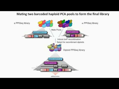 Z Liu: High throughput protein-protein interaction sequencing using iSeq.