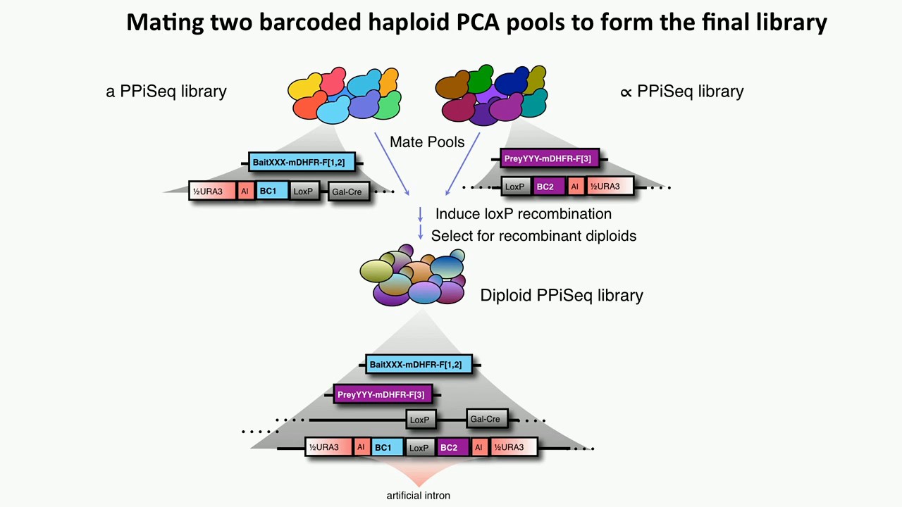 Z Liu: High throughput protein-protein interaction sequencing using iSeq.