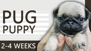 KEEPING UP WITH THE PUGLITOS | PUG PUPPIES FROM 2  4 WEEKS