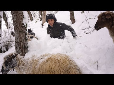 Extraordinary Winter Shepherd Tradition -  Talesh Mountains in IRAN