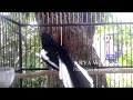 Full Isian Kicau Kacer Full Isian Mantap Untuk Memancing Kacer Bisu Dan Lelet Omkicau(.mp3 .mp4) Mp3 - Mp4 Download