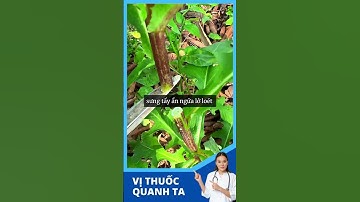 Bồ Công Anh có tác dụng gì  ?