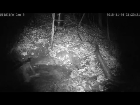 webcamera stegna Live Deer & Wildlife Webcam 3