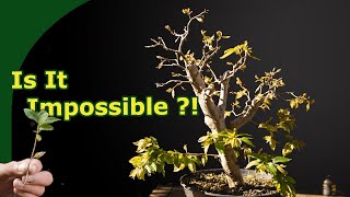 Propagating Jabuticaba from cuttings - 3 Years! How To Root Jabuticaba