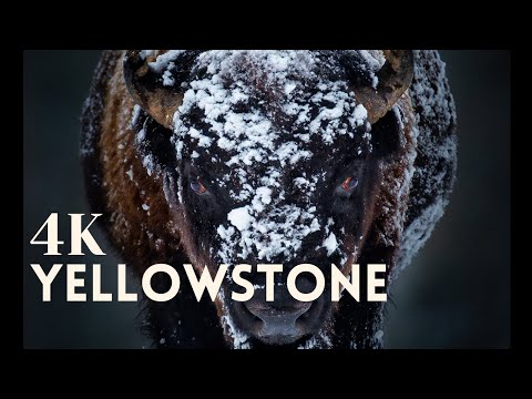 4K Yellowstone National Park Wildlife with Canon R5: Wolf, Owl, Bison, Fox, Bighorn Sheep, Coyote