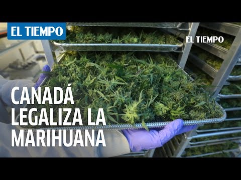 Video: ¿Cuál fue el primer país en legalizar la marihuana?