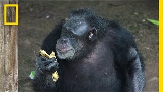 Inside a Retirement Home for Lab Chimps | National Geographic