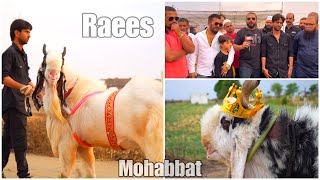 Raees 2023 & Mohabbat Launching at Al Hamd Goat Farm Bhopal With Team MD & JD & RK