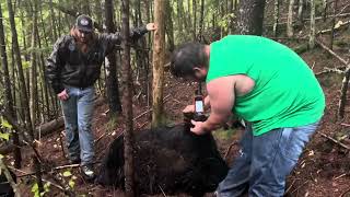 Largest Black Bear sow harvested in Maine