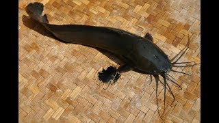 Ciri-Ciri Ikan Lele Lokal