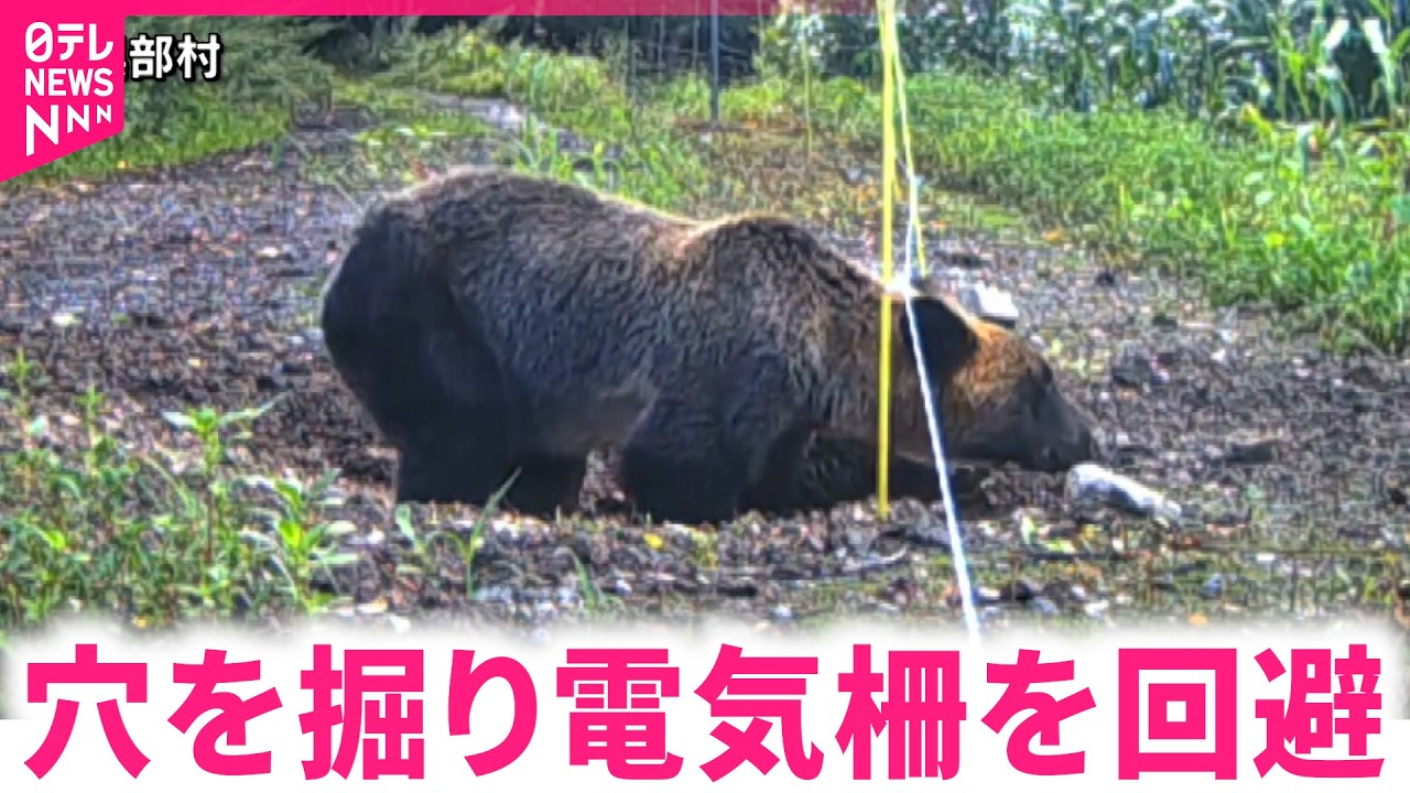 The One about another bear attack in Japan and how clever bears