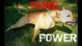 PITBULLS PURE POWER COMPILATION 2018