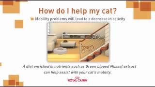 Royal Canin How to help keep your mature cat healthy
