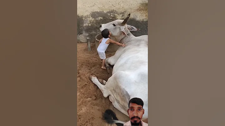 short#cow#vairal chiladcow video #cow chilad masti vairal video #cow chilad vairal