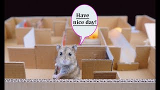 How to Make Build Labyrinth for Hamster from cardboard - Diy Maze for Rat [Mr H2]