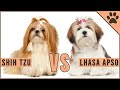 Shih Tzu vs Lhaso Apso - Which Breed Is Better?