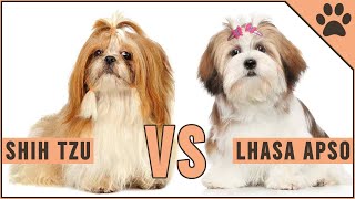 Shih Tzu vs Lhaso Apso  Which Breed Is Better?