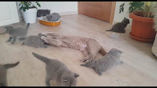 #113 В каком возрасте раздают котят (#британские​​#котята​​)