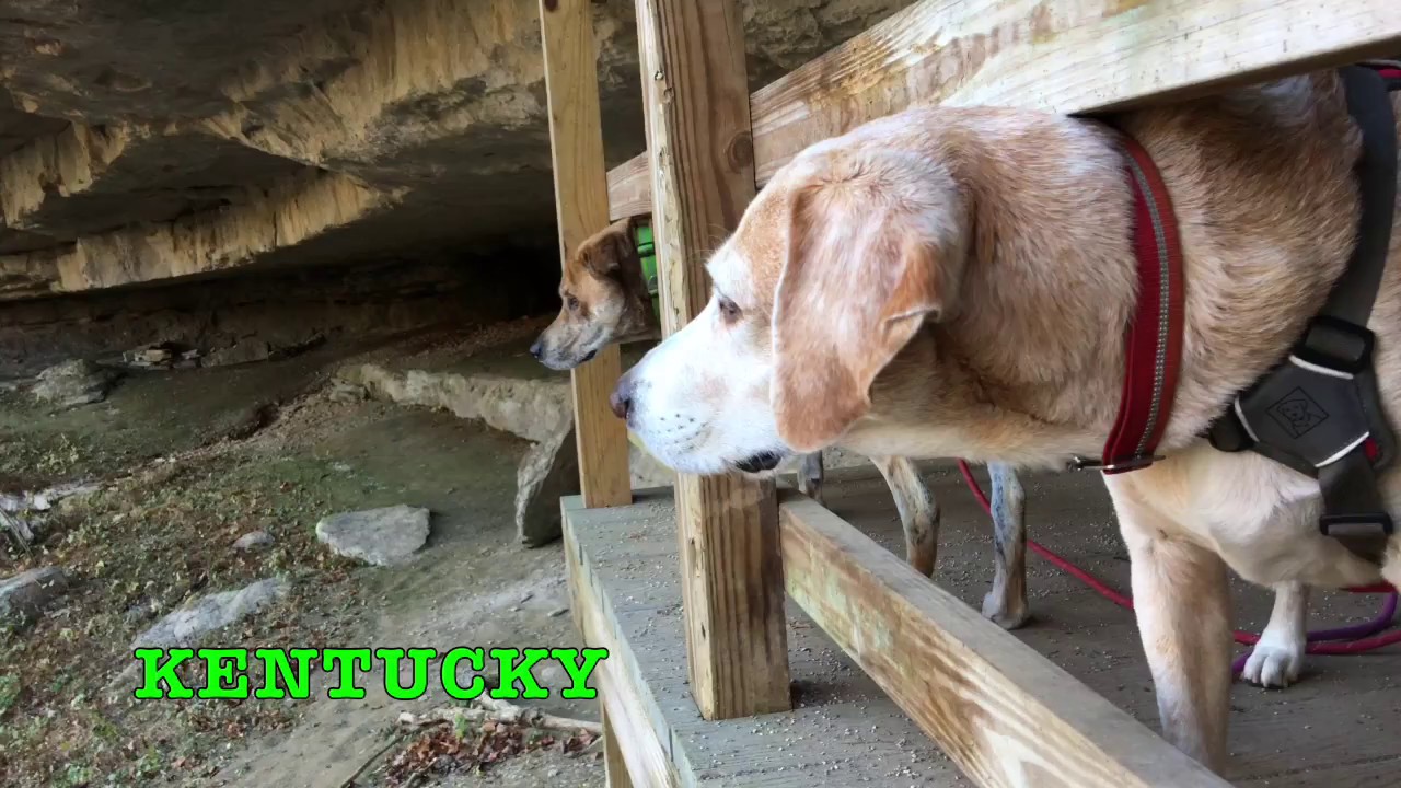 The Bun Bun Brigade Rabbit Rescue In Kentucky With 2 Traveling Dogs