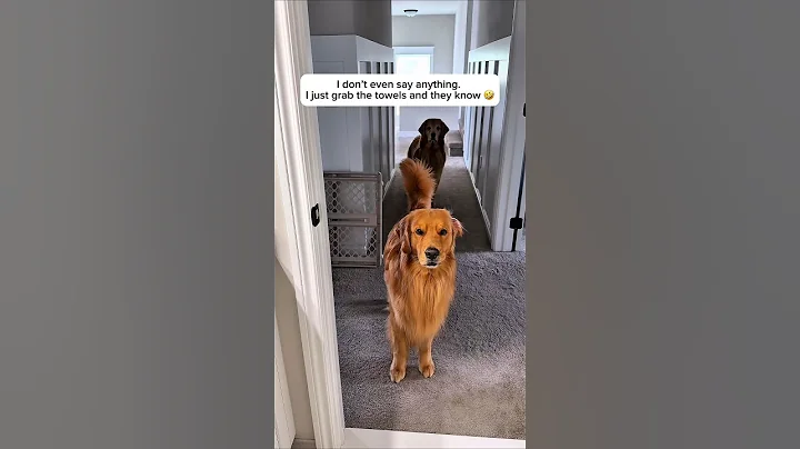 When my dogs realize they're going swimming...