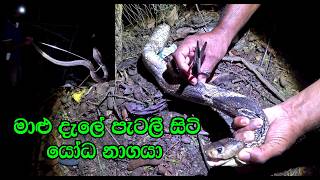 The giant cobra was caught in a fishing net